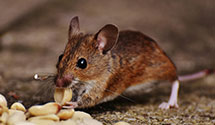 24 Hour & Emergency Exterminators in Wood Lake, ND